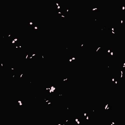 さくらエフェクト